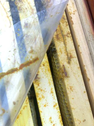 Propolis