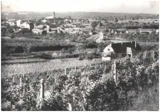 Historie včelařství