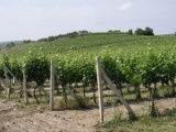 vinice